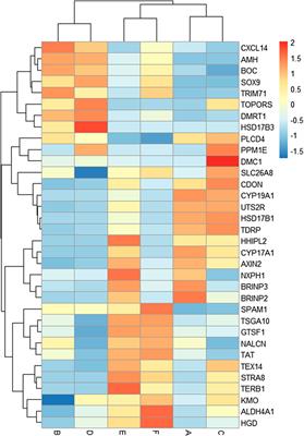 Frontiers Identification Of Genes Related To Sexual Differentiation